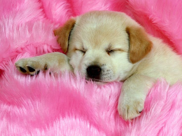 print puppy pictures free 20 free cute puppy dogs puppies