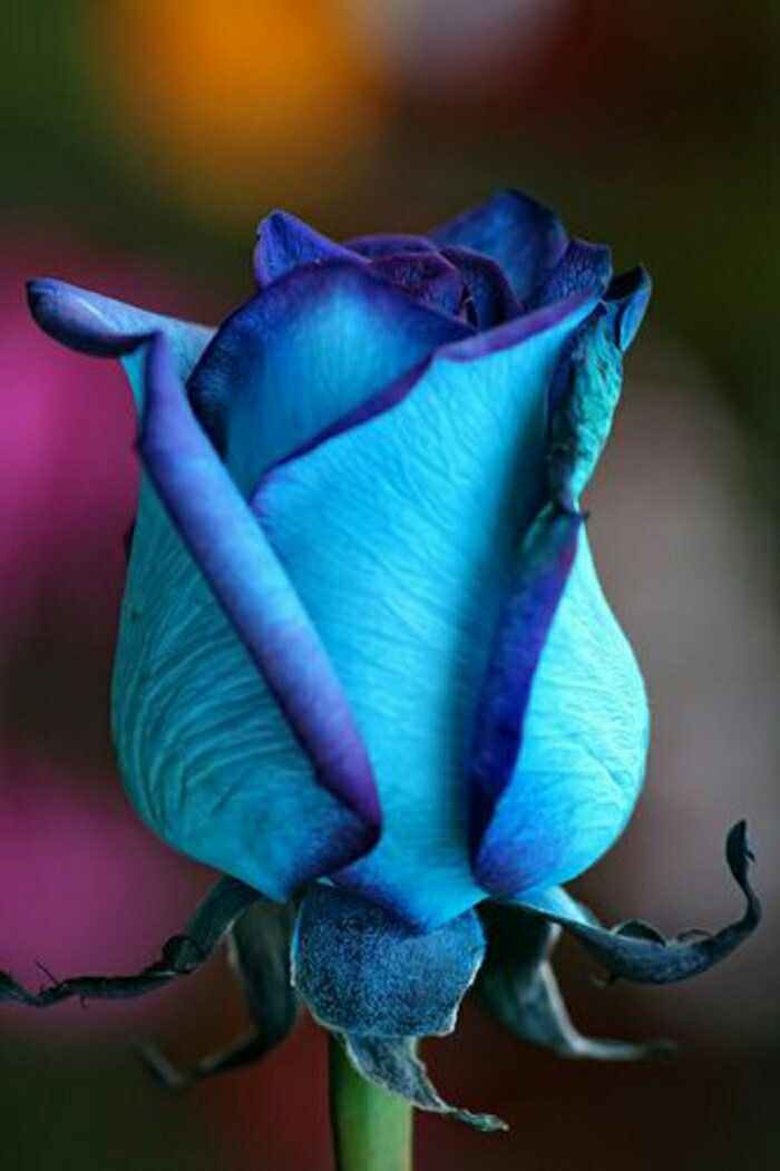 Rose Bleue Fleur Rose Rouge Offrir Des Fleurs Gros Bouquet De Roses Rose Bleue Fleur Rose Rouge Offrir Des Fleurs Gros Bouquet De Roses