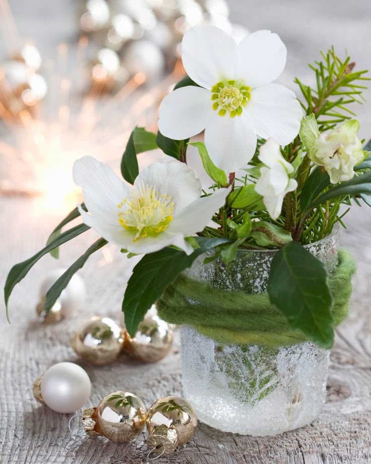 tischdeko christrose die besten 25 christrose ideen auf pinterest winter tischdeko christrose die besten 25 christrose ideen auf pinterest winter
