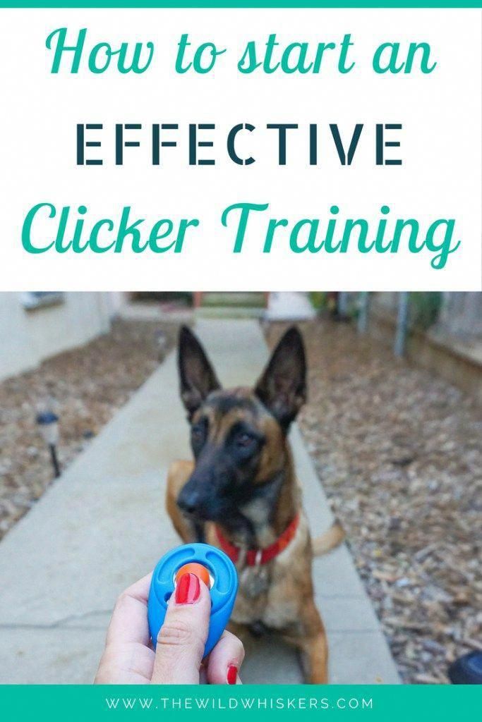 Intuitive Extended Best Dog Training Tricks Dog Clicker Training