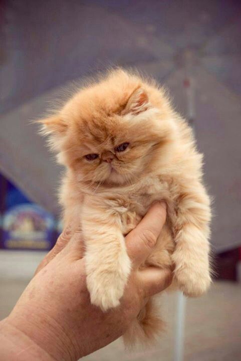 Persian Cat Rescue Durban Persian Cat Rescue Durban