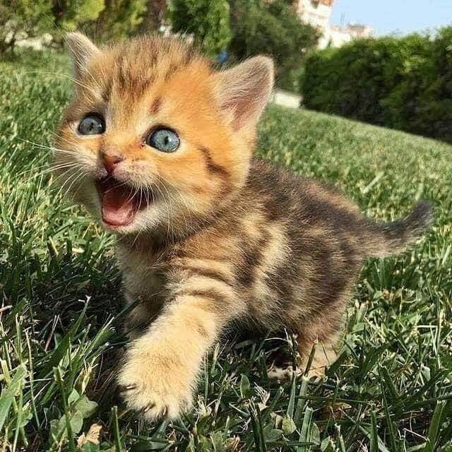 50 Photos of Adorable Kittens Котенок, Смешные фото кошек, Детеныши животных
