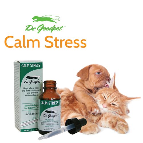 Natural Treatment For Nausea In Cats Natural Treatment For Nausea In Cats
