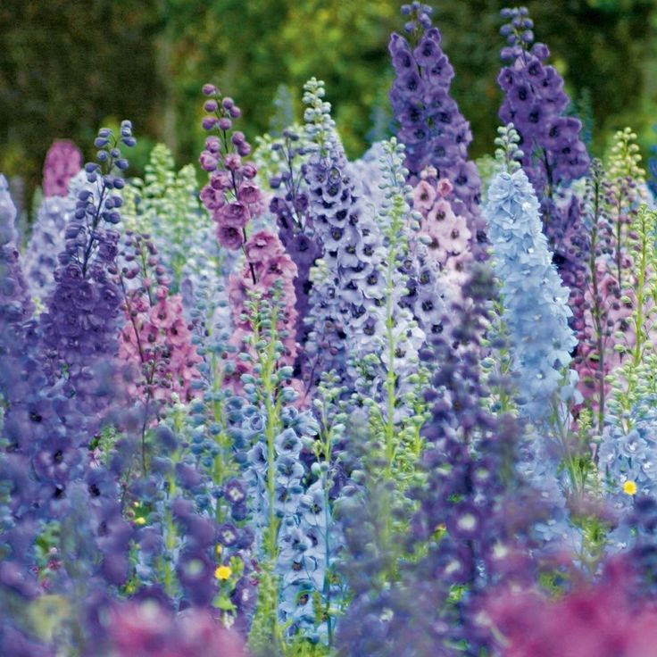10 Best Perennial Delphinium Cf Images On Pinterest Delphiniums Delphinium Magic Fountain Mix