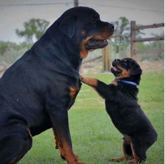 best rottweiler names 1406 best quot rottweiler quot images on baby puppies rottweiler puppies and best rottweiler names 1406 best quot rottweiler quot images on baby puppies rottweiler puppies and