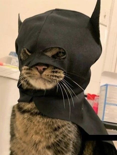 a cat wearing a batman costume on top of it's head
