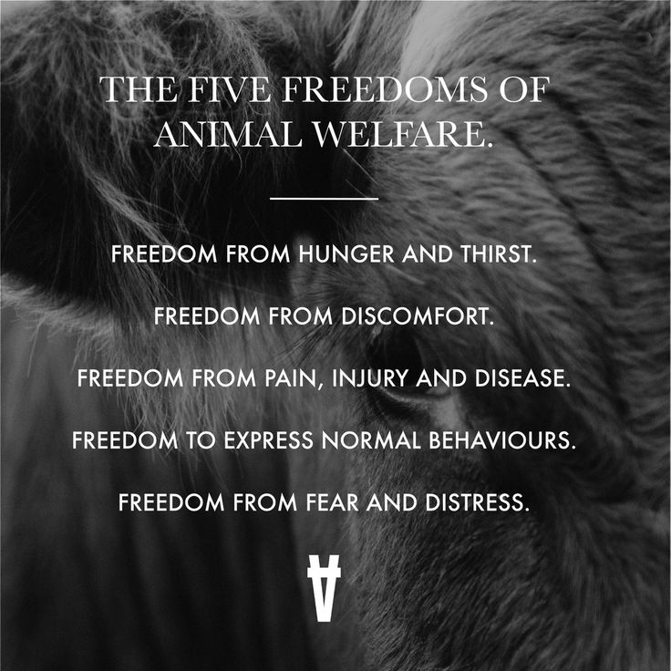 FREEDOM These are the five freedoms of animal welfare that we | Griffin Party Dock