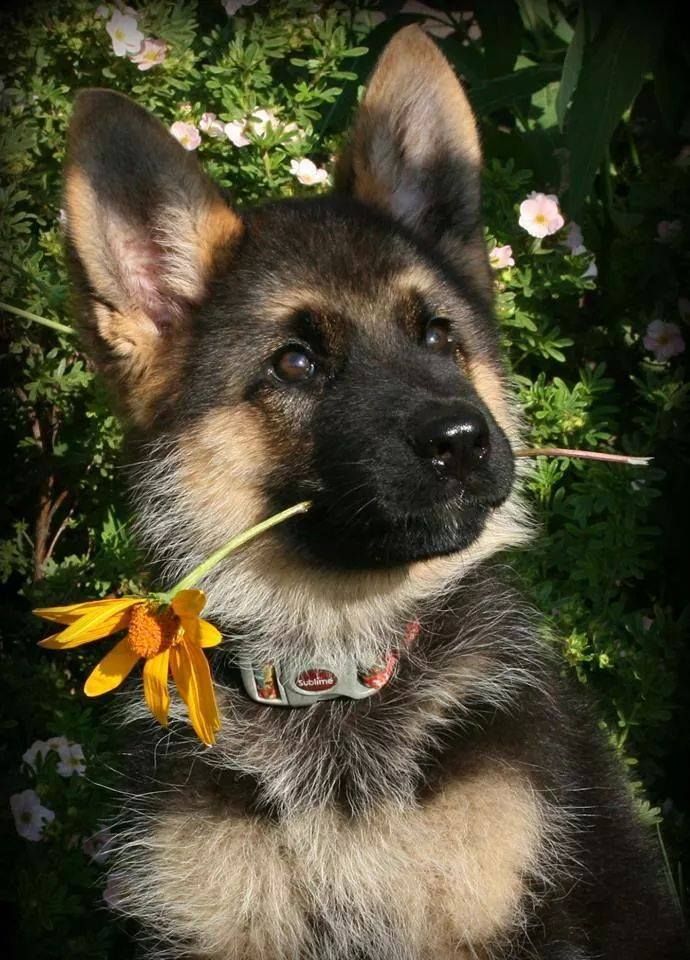 2177 best Dogs images on Pinterest dogs