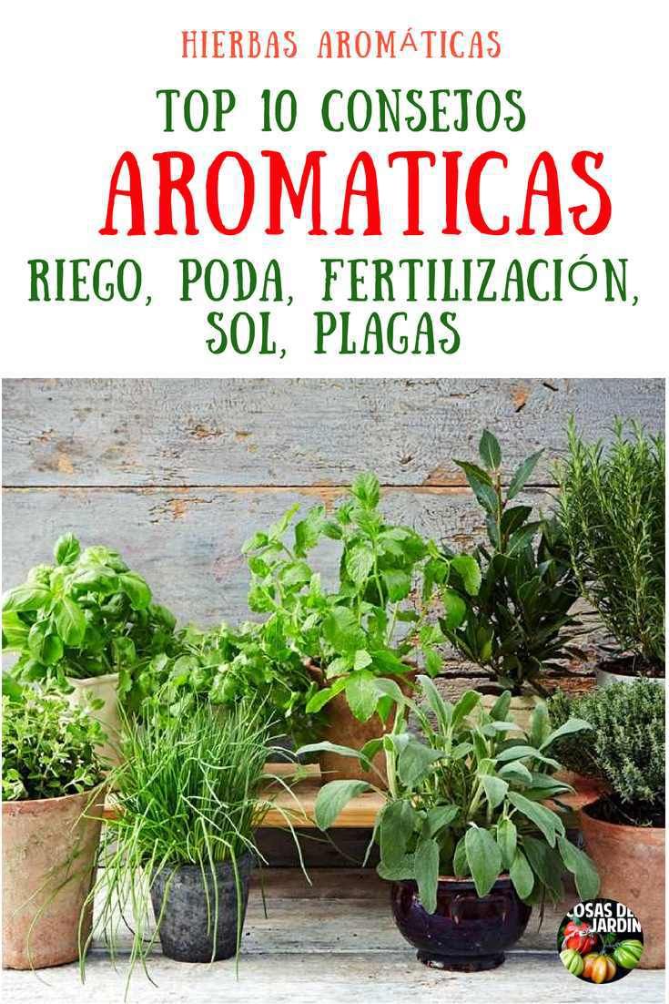 Top 10 Consejos Para Cultivar Plantas Aromaticas En Maceta Regar Podar Fertilizar Sol Plagas Cosas Del Jardin Macetas Plantas Aromaticas Cultivo De Plantas Plantas Aromaticas Y Medicinales