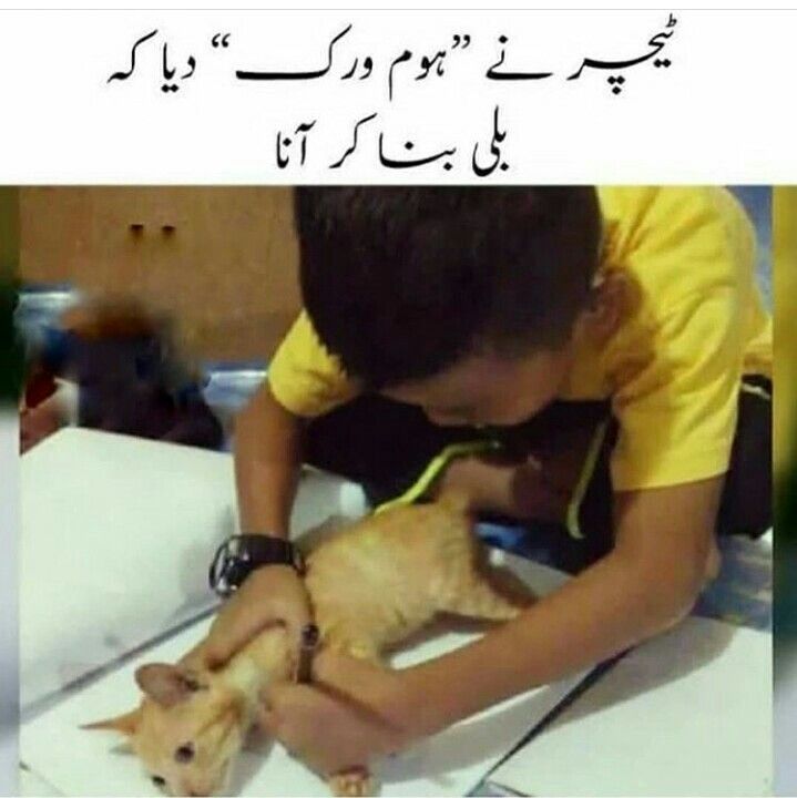 Bilkul Sahi Kaha Fun Quotes Funny Cute Jokes Funny Jokes