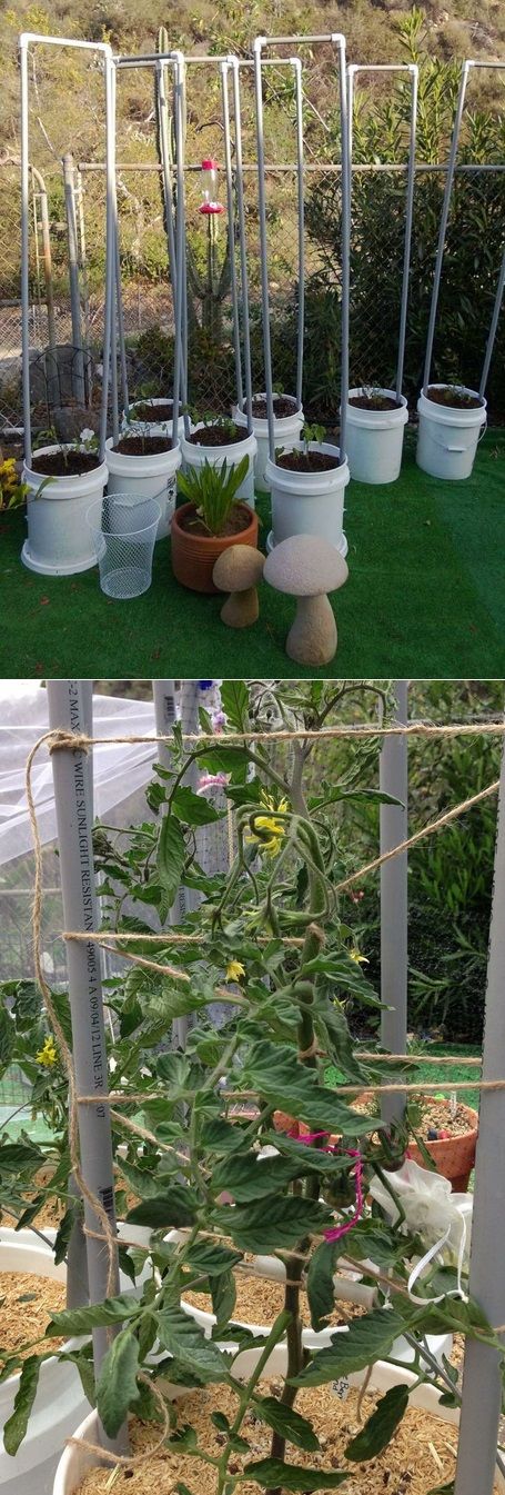 534 best Container Ve able Gardening images on Pinterest 534 best Container Ve able Gardening images on Pinterest