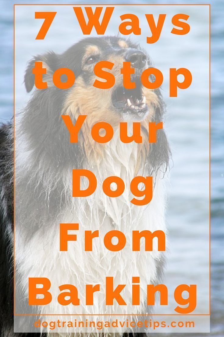 7 Ways To Stop Your Dog From Barking Stop Dog Barking Dog