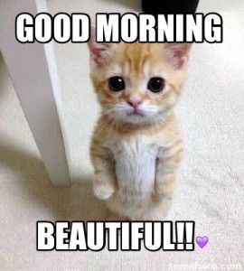 best 25 morning memes ideas on pinterest true memes, funny 6af221e769c45f522e825a1bb38bbe48 business cat funny good morning memes best 25 morning memes ideas on pinterest true memes, funny,Good Plane Memes