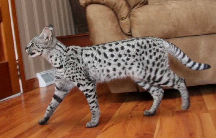 Largest Cat Breed Savannah Largest Cat Breed Savannah