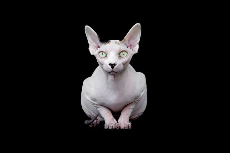 12 Photos Of Hairless Cats With Breasts That Will Make Your Jaw Drop 12 Photos Of Hairless Cats With Breasts That Will Make Your Jaw Drop