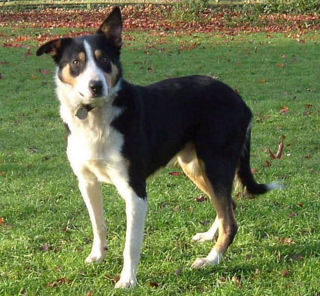 Welsh Sheepdog Ci Defaid Cymreig Welsh Collie Dog Welsh