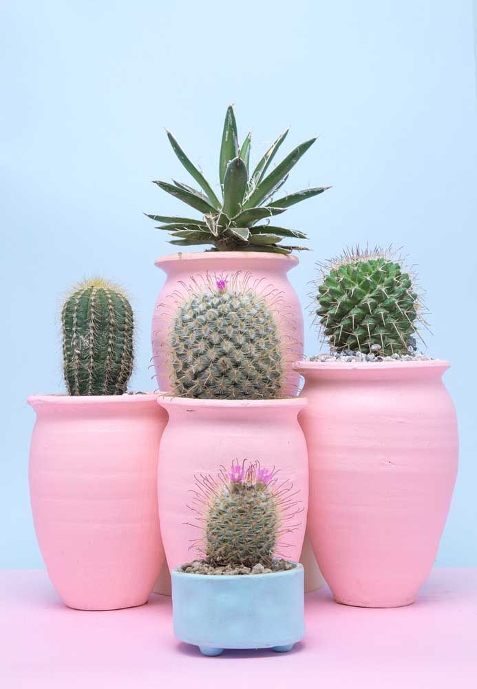 Manual de cactos