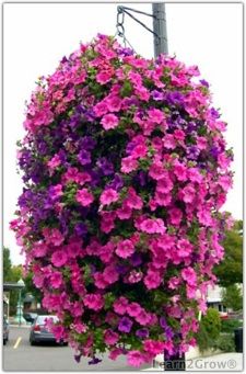 Best 20 Flowers For Hanging Baskets Ideas On Pinterest Plants Find This Pin And More On Flowers