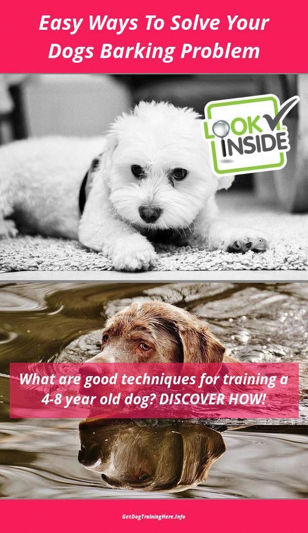 Pet Training Methods Dogtrainingvideo 1160467475
