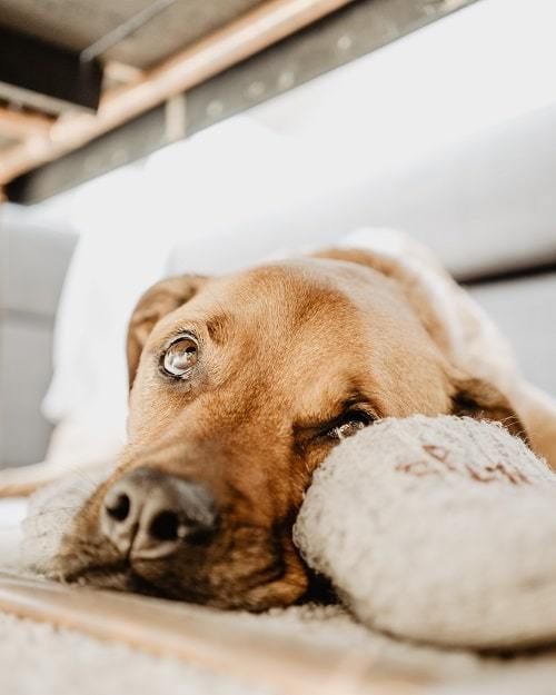 Dogs Acting Scared And Losing Their Mind Brown Dog Dogs Sleepy