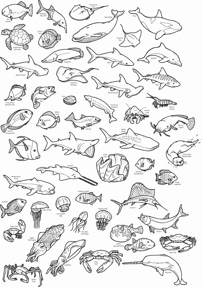 Ocean Animal Coloring Book Inspirational Realistic Sea