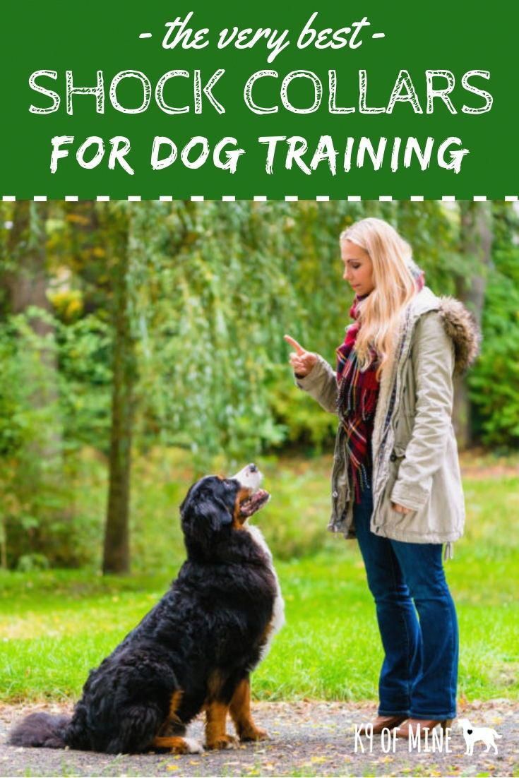 Tense Train Dog For Sale Doggies Dogcollarproducts Dog Shock