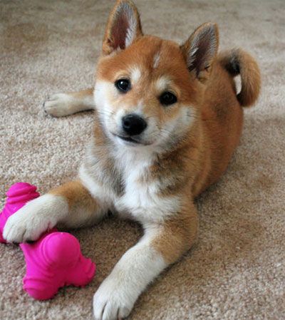 shiba pomeranian best 25 pomeranian mix ideas on pomsky pomsky puppies and fluffy breeds shiba pomeranian best 25 pomeranian mix ideas on pomsky pomsky puppies and fluffy breeds