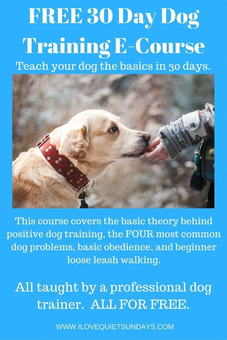 Free 30 Day Dog Training E Course All The Basics Of Dog Training