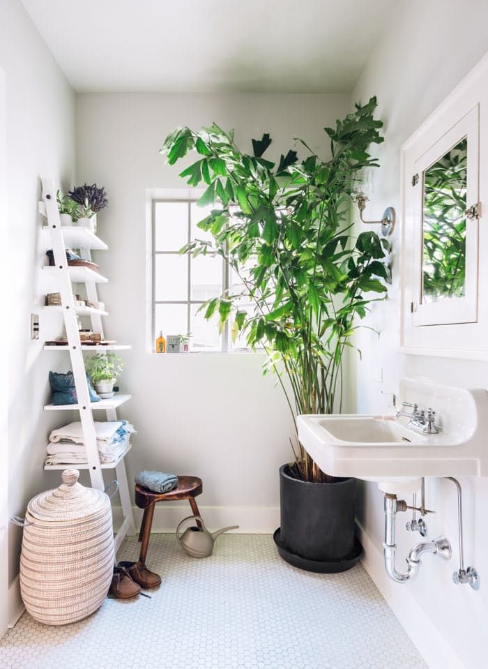 Best 25+ Fishtail palm ideas on Pinterest | Fan palm, Foxtail palm ... Best 25+ Fishtail palm ideas on Pinterest | Fan palm, Foxtail palm ...