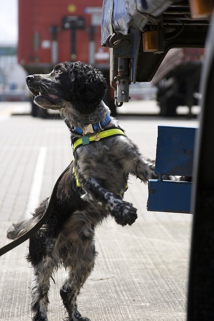 Curriculum For Training Dogs To Be Theropy Dogs Curriculum For Training Dogs To Be Theropy Dogs