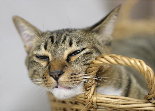 ミーちゃん ェ 眠いよう ちゃん ミー ミーちゃん ェ 眠いよう ちゃん ミー
