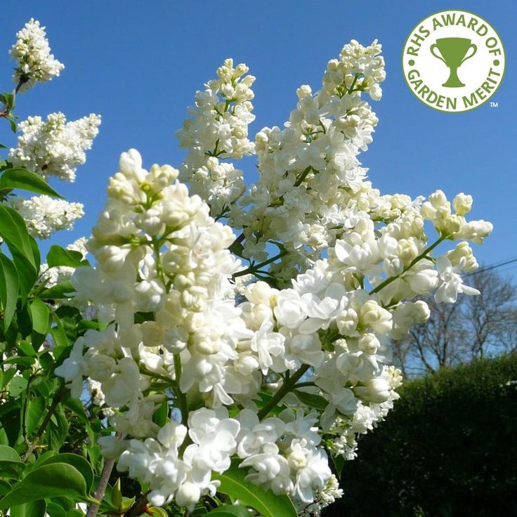 Lilac Syringa Palibin Standard 80 100cm Tall Tall Potted Plants Dwarf Lilac Small Trees For Garden