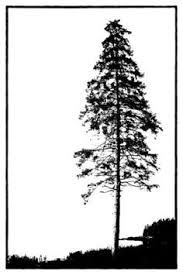25 unique tree silhouette tattoo ideas on pinterest tree tattoo 25 unique tree silhouette tattoo ideas on pinterest tree tattoo