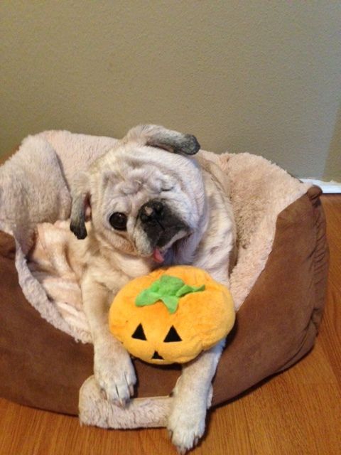 living with a pug 26 best living with a diabetic pug images on diabetic animals and living with a pug 26 best living with a diabetic pug images on diabetic animals and