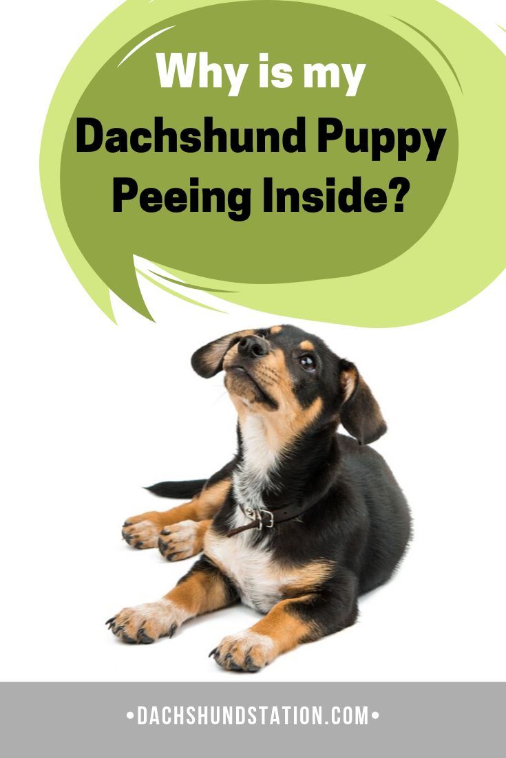 6 Easy Tips For Potty Training Your Dachshund Dachshund Big Dog