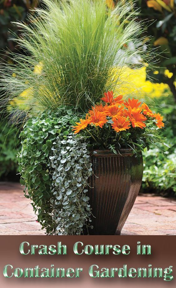 175 best Container gardening images on Pinterest A Crash Course in Container Gardening