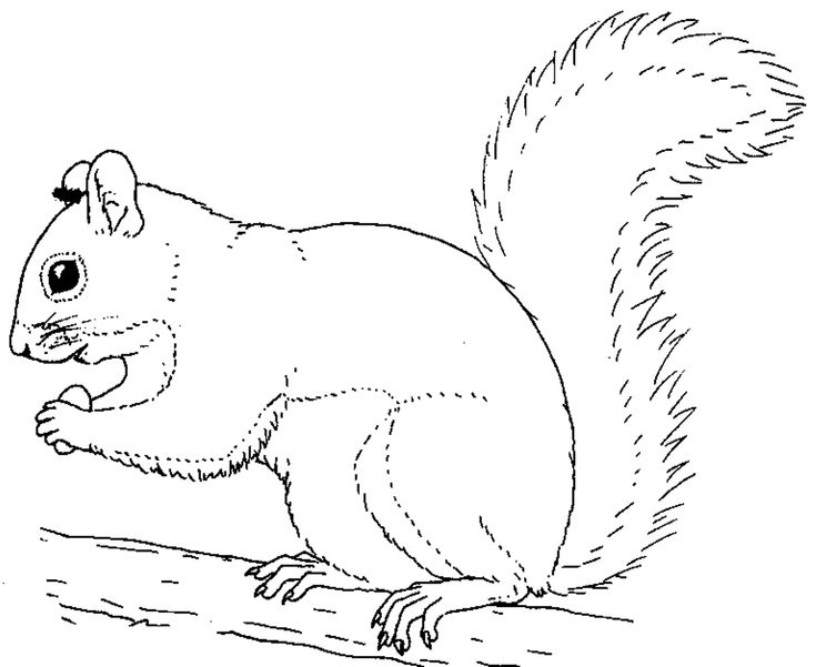 Squirrels Coloring Pages