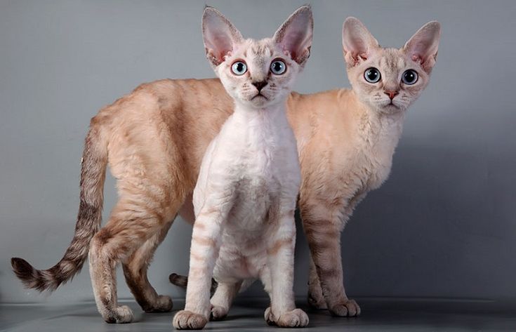 Котята Девон Рекс Фото Котята Девон Рекс Фото