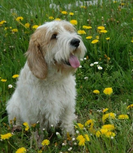 Cutest Dog Breeds Cutest Dog Breeds