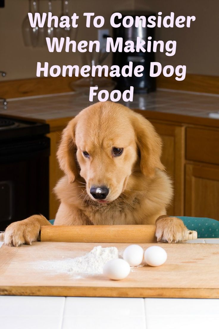 Is Homemade Cat Food Cheaper Is Homemade Cat Food Cheaper