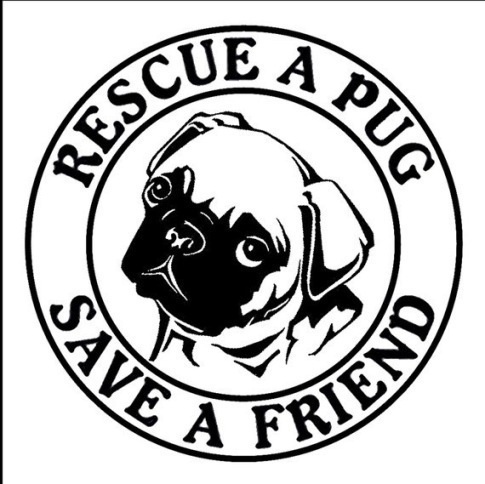 mops pug rescue adoption 25 b 228 sta pug rescue id 233 erna p 229 mopsar mopsvalpar och mops mops pug rescue adoption 25 b 228 sta pug rescue id 233 erna p 229 mopsar mopsvalpar och mops