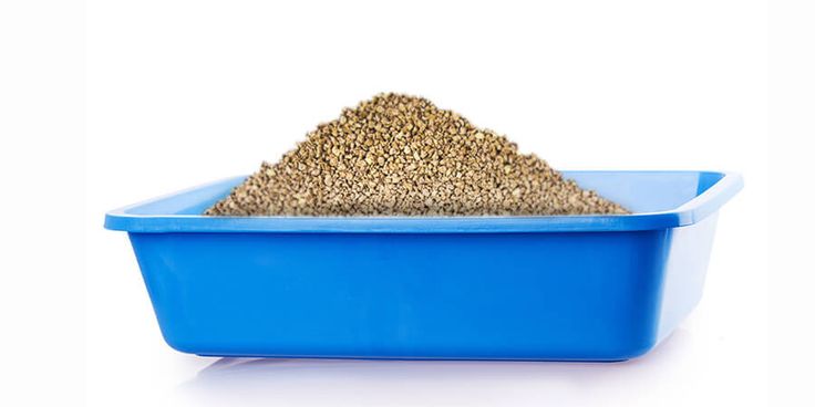 My Cat Keeps Using The Litter Box My Cat Keeps Using The Litter Box