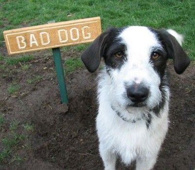 Reinforcement Vs Punishment From Animal Training To Theology
