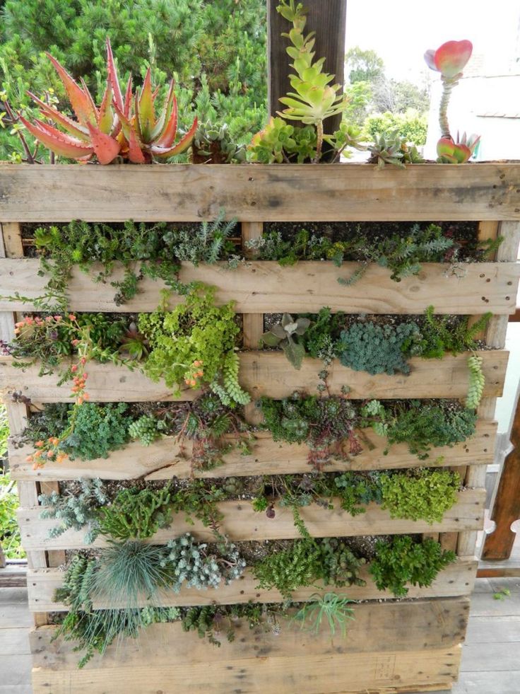 19 Best Succulent Table 19 Best Succulent Table