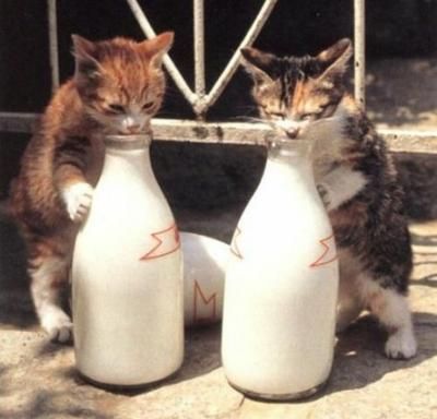 Is Halo Cat Food Good For Kittens Is Halo Cat Food Good For Kittens