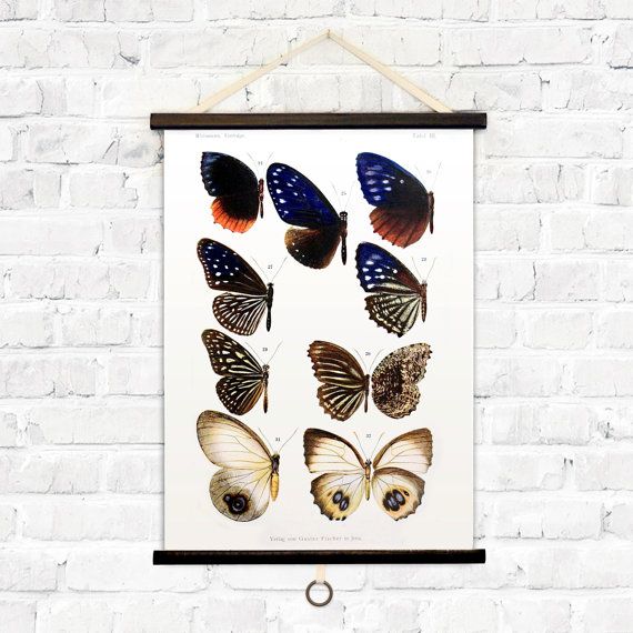 vintage butterflies 3 canvas pull down chart reproduction vintage butterflies 3 canvas pull down chart reproduction