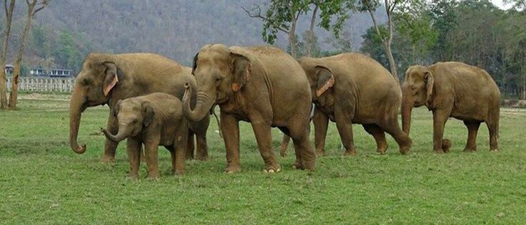 Nature S Miracle Babies Elephants Nature S Miracle Babies Elephants