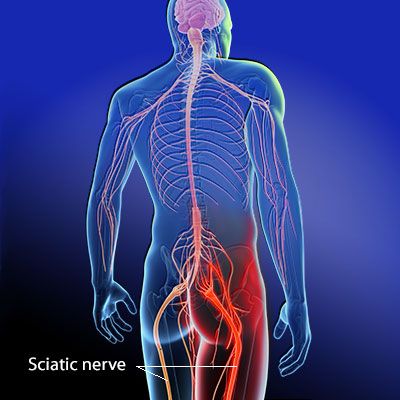 sobotta atlas of human anatomy head neck upper limb thorax abdomen pelvis lower limb 14th fourteenth revised edition by putz reinhard pabst reinhard published by churchill livingstone 2008