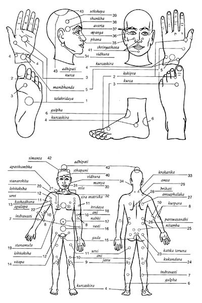 marma points of ayurveda book