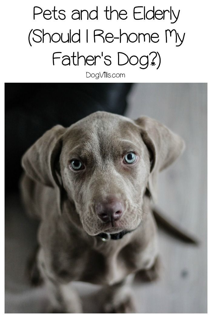 Pets And The Elderly Should I Re Home My Father S Dog Puppy
